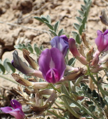 Astragalus missouriensis