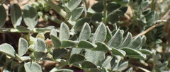 Astragalus missouriensis
