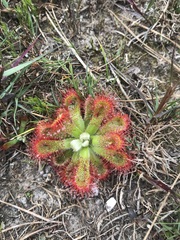 Drosera esterhuyseniae