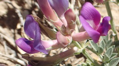 Astragalus missouriensis