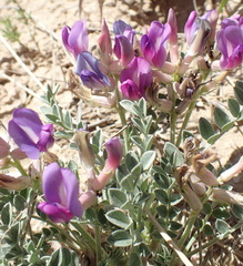 Astragalus missouriensis