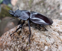 Lucanidae