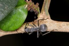 Polyrhachis schistacea