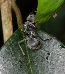 Polyrhachis schistacea