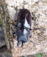 Lucanidae