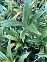Sarcococca
