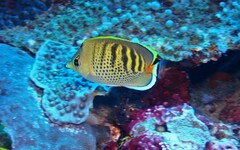 Chaetodon punctatofasciatus