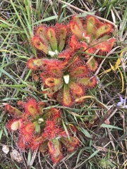 Drosera esterhuyseniae