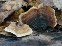 Stereum subtomentosum