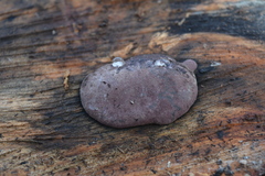 Daldinia concentrica