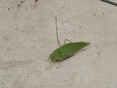 Microcentrum rhombifolium