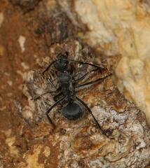 Polyrhachis schistacea
