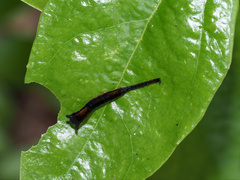 Kamalia multipunctata