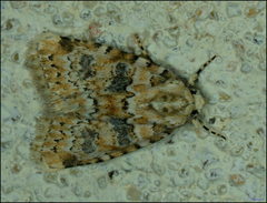 Bryophila domestica