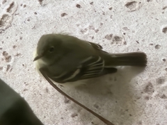 Empidonax