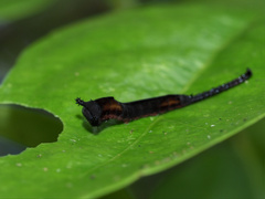 Kamalia multipunctata