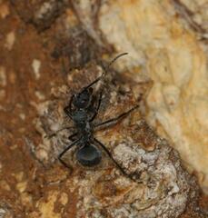 Polyrhachis schistacea