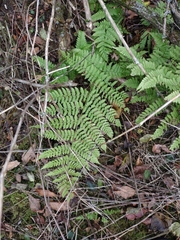 Athyrium filix-femina