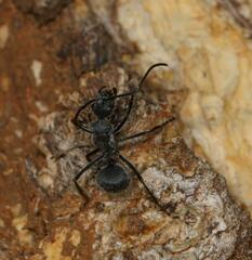 Polyrhachis schistacea