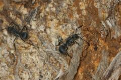 Polyrhachis schistacea