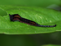 Kamalia multipunctata