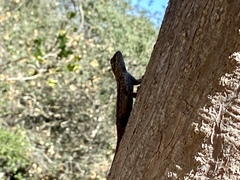 Sceloporus occidentalis