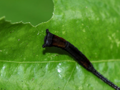 Kamalia multipunctata