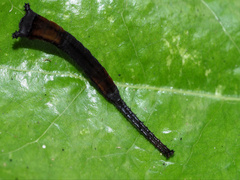 Kamalia multipunctata