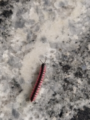 Helicorthomorpha