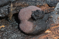 Daldinia concentrica