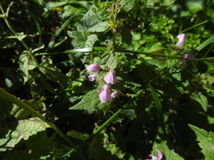 Lamium maculatum