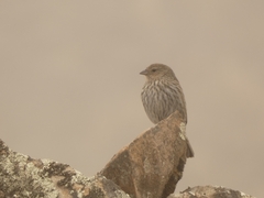 Geospizopsis unicolor