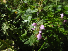 Lamium maculatum