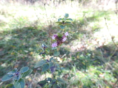 Origanum vulgare