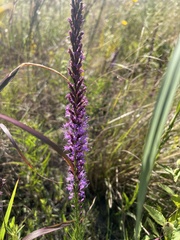 Liatris acidota