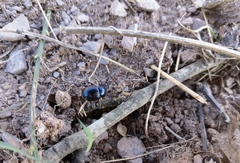 Timarcha goettingensis
