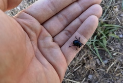 Timarcha goettingensis