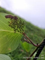 Physomerus grossipes