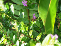 Mellitidia tomentifera