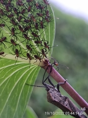 Physomerus grossipes