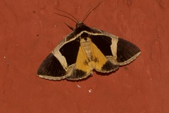 Fodina stola