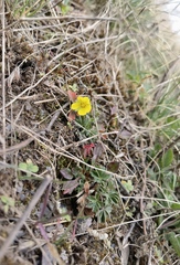 Potentilla verna