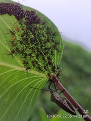 Physomerus grossipes