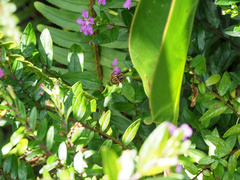 Mellitidia tomentifera