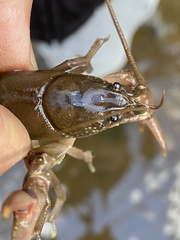 Cambarus carinirostris