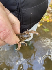Cambarus carinirostris