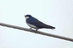 Pygochelidon cyanoleuca