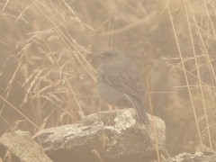 Geospizopsis unicolor