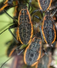 Physomerus grossipes