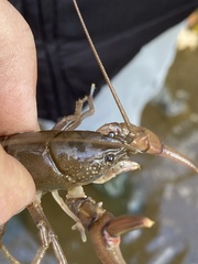 Cambarus carinirostris
